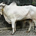 GAMBAR SAPI ONGOLE 5