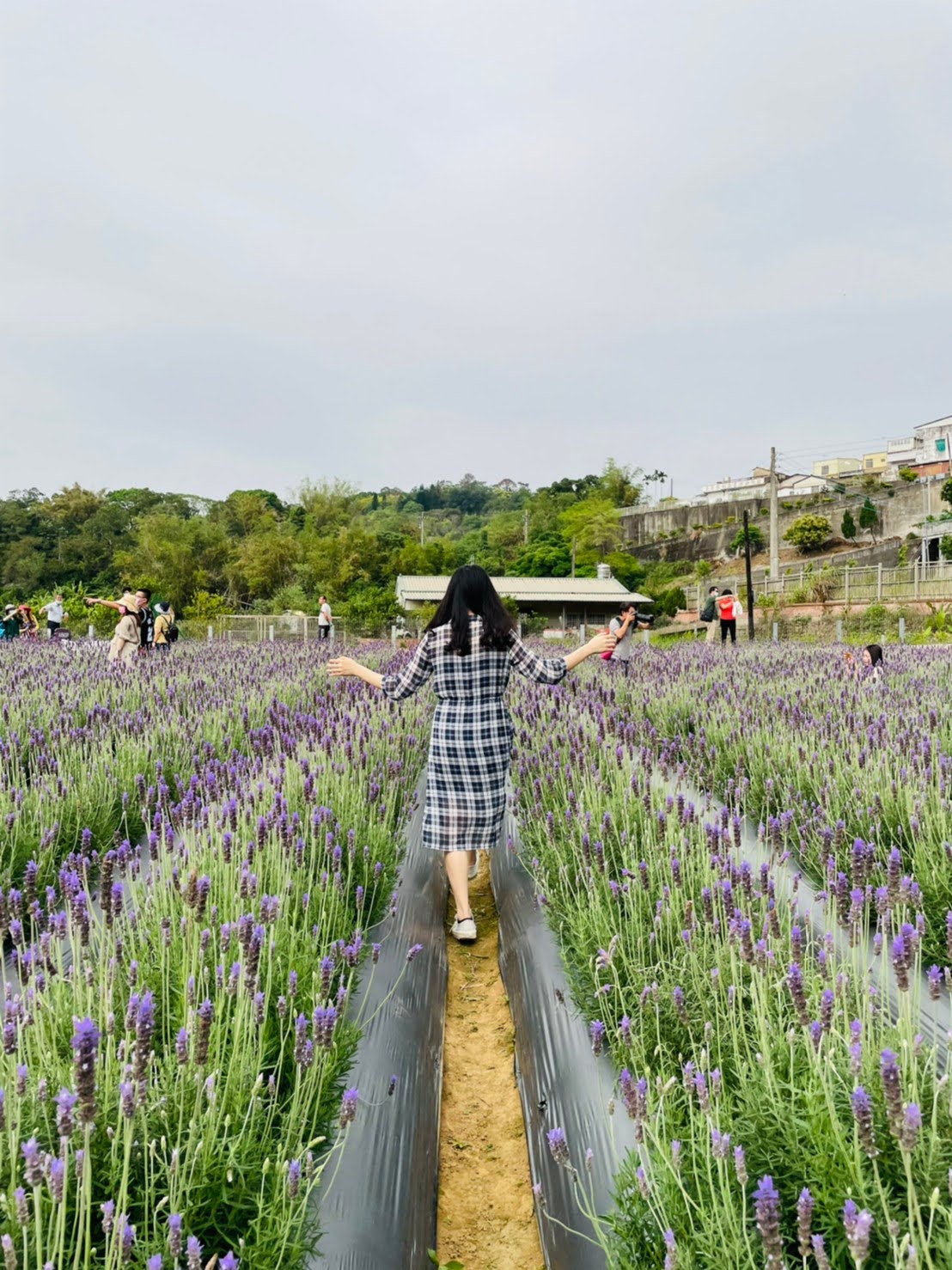 苗栗頭屋景點 薰衣草花海 葛瑞絲香草田 玫瑰 浪漫約會、網美打卡