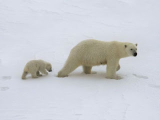 Polar bears - big one and kid