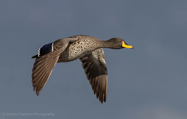 Yellow-Billed Duck in Flight at Woodbridge Island