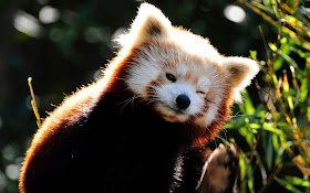40 Adorable red panda pictures (40 pics), cute red panda winks his eye