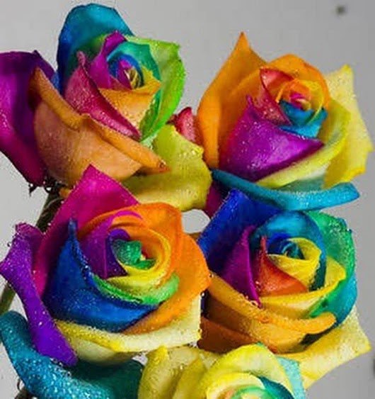 All Colours Rose Images Stills Download