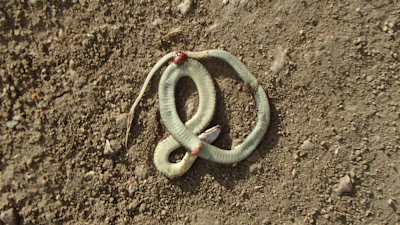 Dead Snake