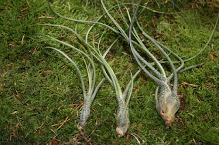 tillandsia butzii