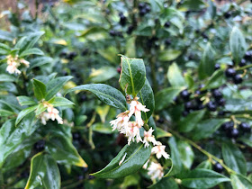 Sarcococca with white flowers and deep blue berries