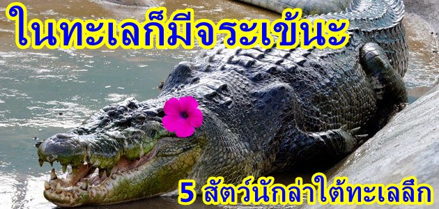 จระเข้น้ำเค็ม, จระเข้ในทะเล, สัตว์นักล่าที่โจมตีคน