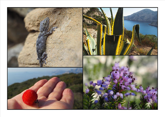 arbouse-bruyere-agave-tarente-calanques