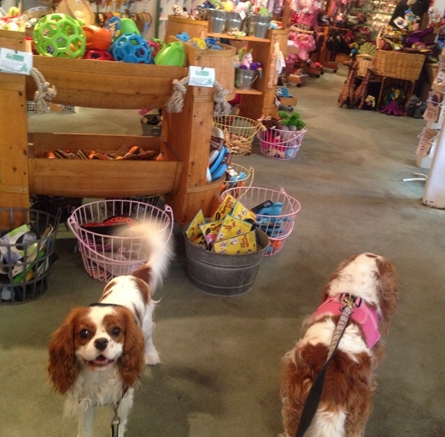 Blenheim Cavalier King Charles Spaniels in dog store in Carmel, California