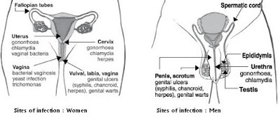 female reproductive organs