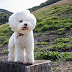 Bichon Frise , white crusty dog breed