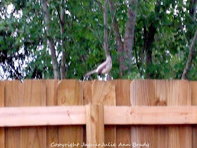 Adult Mockingbird on the Fence