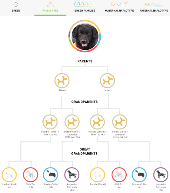 embark dog dna test results