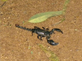 Scorpion which came to the campfire