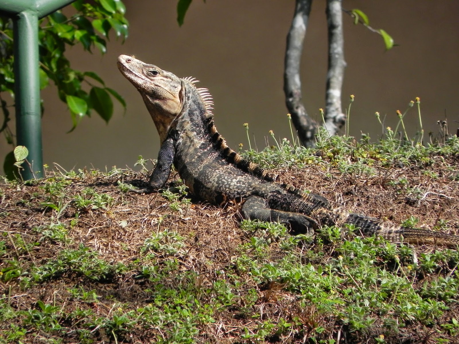 iguana costa rica