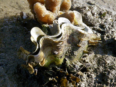 Fluted Giant Clam (Tridacna squamosa)