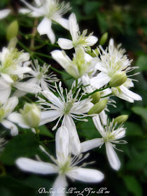 clematis