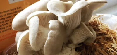 Oyster Mushroom Cultivation