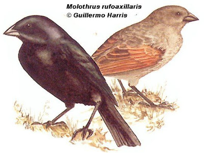 Tordo pico corto Molothrus rufoaxillaris