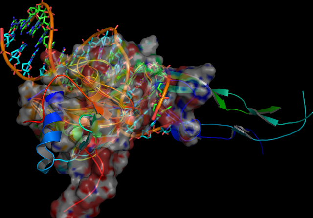 human TbetaR2 ectodomain--TGF-beta3 complex with ELF-3DNA