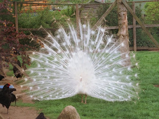 White Peacock wallpaper