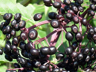 American black elderberry fruit images wallpaper