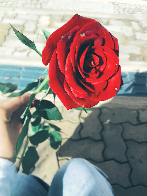 A flor vermelha, fotografia de Mariana Terra jpg