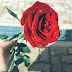 A flor vermelha, fotografia de Mariana Elisa Terra