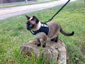 Funny cats - part 99 (40 pics + 10 gifs), cat pictures, cat wears FBI vest