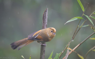 Fulvous Parrotbill