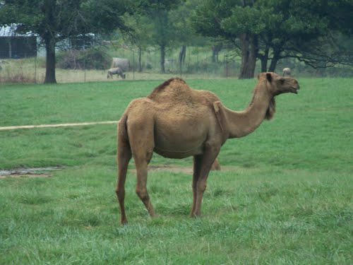 mammalia,animalia,cattle,camel,gif camel,gif ass,wilds,riding,dangerso,funny camel