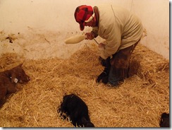 Calving 078