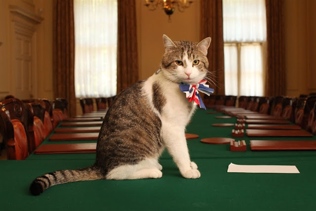 cats with ties, cats wear ties, cats in ties, cats wearing ties, tie-wearing cats, cute cat pictures