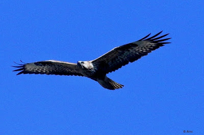 "Solitary buzzard gracing the abu sky . Long-legged Buzzard - Buteo rufinus is a winter visitor not common."