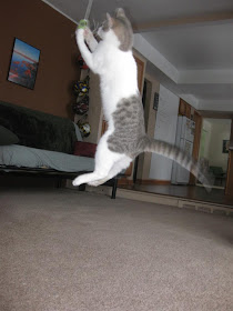 flying cat, kitten, jumping, string, leaping, catch
