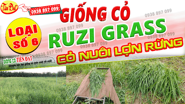 7 Loại giống cỏ nuôi lợn rừng năng suất cao nhất tại Việt Nam