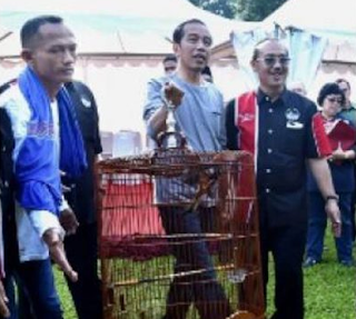 Burung Murai Batu Milik Pak Presiden Jokowi Kalah Lomba di Kebun Raya Bogor