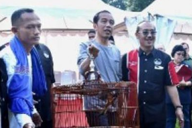 Burung Murai Batu Milik Pak Presiden Jokowi Kalah Lomba di Kebun Raya Bogor