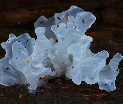 Tremella fuciformis Mushroom Spawn Supplier India