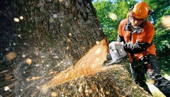 Bakının 4 rayonunda ağacların qanunsuz kəsildiyi müəyyən edildi - iş Baş Prokurorluğa çıxdı