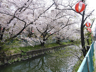 【大阪府門真市三ツ島】砂子水路の桜