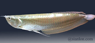 Arwana Silver  Silver Asian arowana