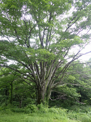 医王山 大沼 休憩所の隣の大木