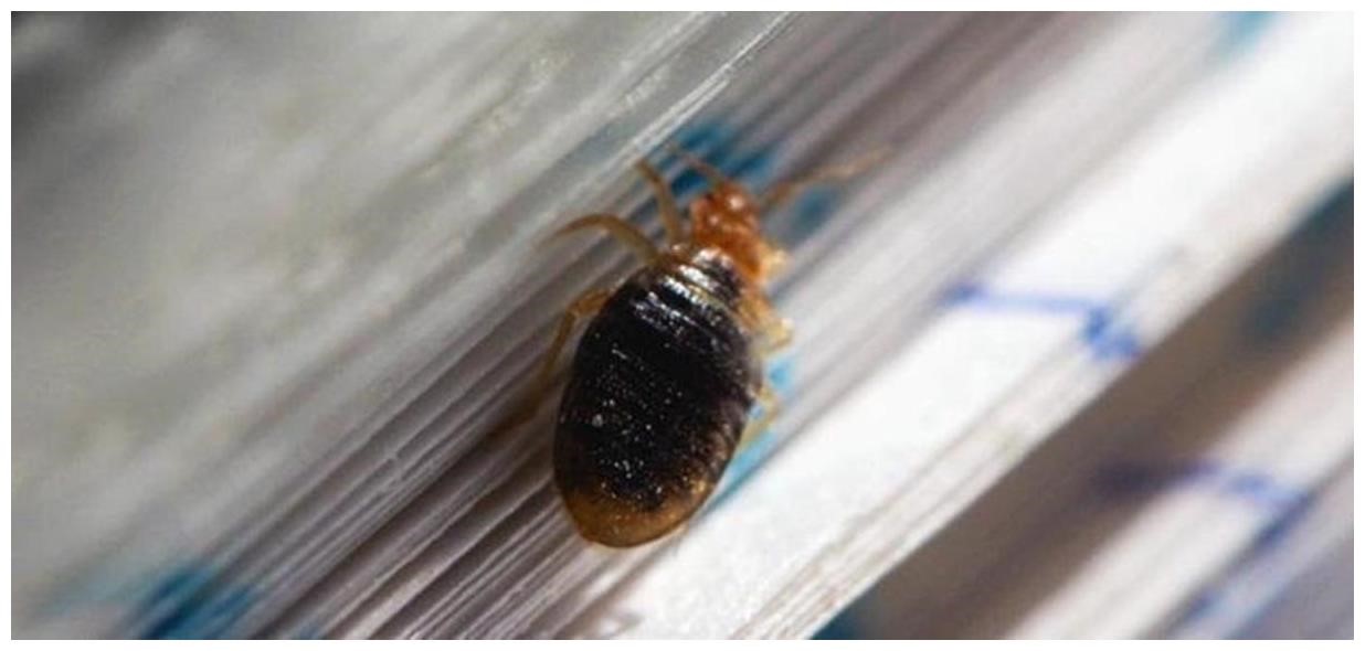 17 Small Crawling Bugs In Kitchen Are There Bedbugs in Your Library Books? Here's How to Spot and  Small,Crawling,Bugs,In,Kitchen