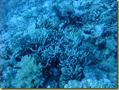 Stag Horn Coral