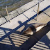 Even this baby harp seal knows what a great place the Newtown Creek Nature Walk is for just hanging out