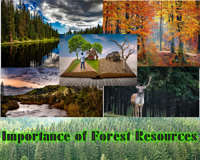 Class 7/8/10 - Forests Our Life Line or Natural Resources - Importance of Forest Resources (#cbsenotes)(#eduvictors)