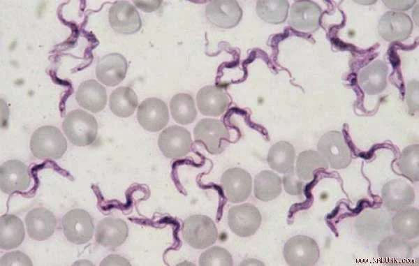 Loại trùng roi Trypanosoma evansi thường gây bệnh cho nhiều loài gia súc như trâu, bò, ngựa. Ảnh: commons.