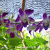 Orchidaeae