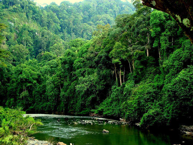 Resultado de imagen de BOSQUE TROPICAL HUMEDO