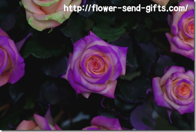 roseDSC03929-s